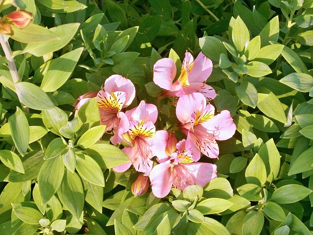 Flores de temporada de septiembre