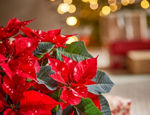 Flores de Navidad en Casa: Añadiendo Alegría Festiva con Floristería Las Dalias