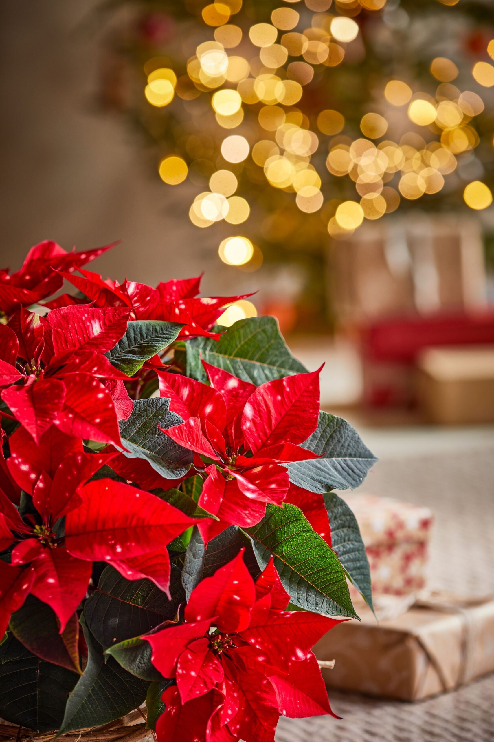 flores de Navidad en casa