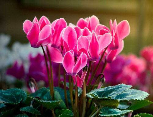 Flores y Plantas de Invierno en Casa: Belleza y Alegría Durante la Temporada Fría