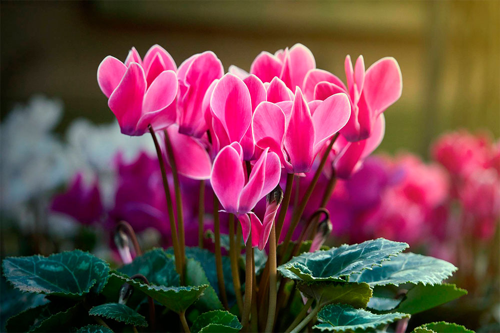 Flores y Plantas de Invierno en Casa