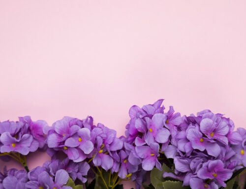 Violetas en marzo: Un Símbolo de Belleza y Renovación