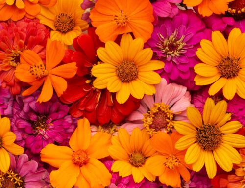 Flores de Primavera: Cómo Crear el Ramo Perfecto para Alegrar tu Hogar